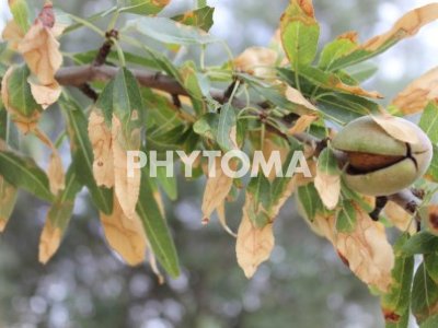 Xylella fastidiosa